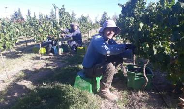 Villa Casa de Piedra: Con una cosecha récord esperan la elaboración de 40 mil litros de vino