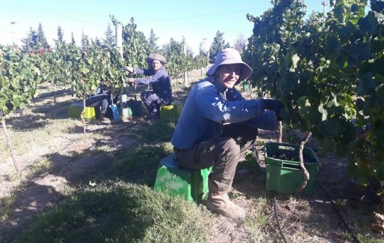 Villa Casa de Piedra: Con una cosecha récord esperan la elaboración de 40 mil litros de vino