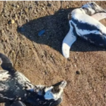 Alarma en la Patagonia por el hallazgo de pingüinos muertos en las costas de Chubut y Santa Cruz