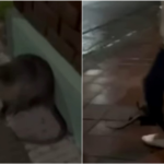 Los jóvenes que mataron a un coipo en Bahía Blanca y lo filmaron dicen que recibieron amenazas